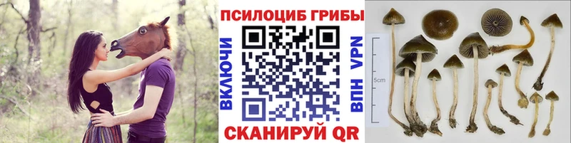 Галлюциногенные грибы Cubensis  хочу наркоту  Костомукша 